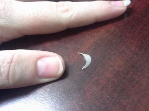 10698432_10154812234910005_5471724221860799745_n