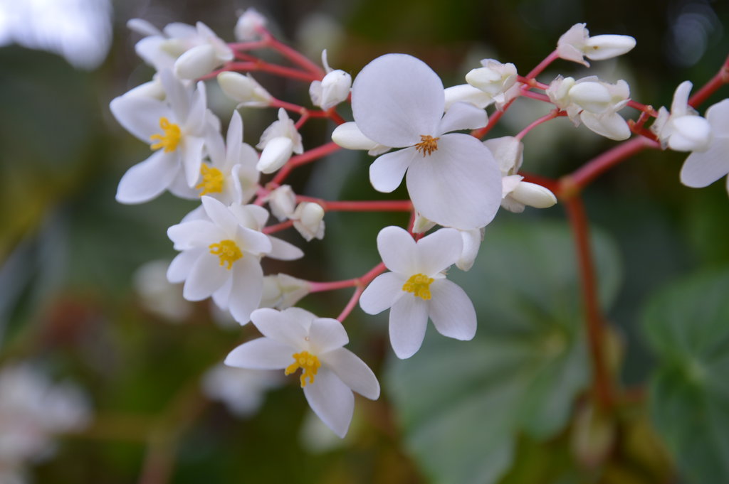 white_begonia_of_martinique_by_a1z2e3r-d8ckx7i